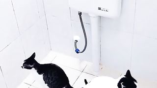 Funny cat videos!! Amazing
