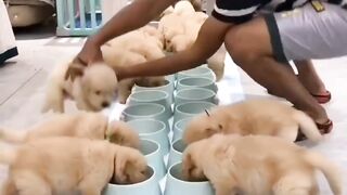 Funny dog videos. How many is that?? What a hassle!!