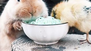 Rabbits have started eating noodles instead of carrots.
