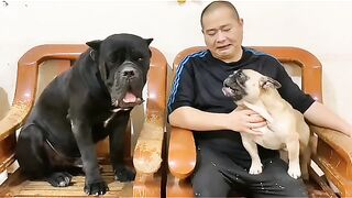 try not to laugh with these funny