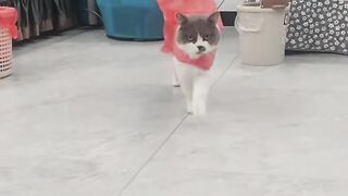2023 animals compilation