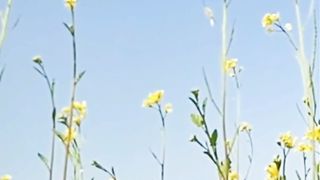 Relaxing Flowers | Natural View | Calm and Relax | Beautiful Nature