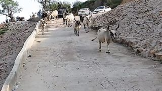 Animals need care ,natural sound of animals