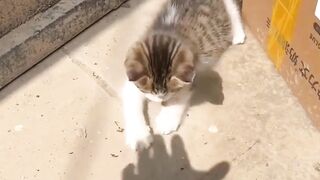 Crazy cats 3