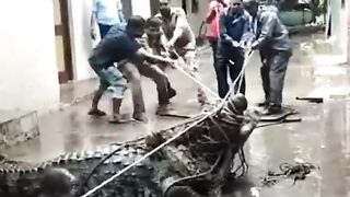 Gigantic crocodile sweeps into residential Area During Rain