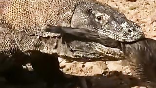 komodo dragon 2