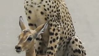 A young cheetah