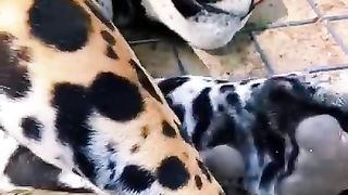 Jaguar 3