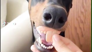 Funny videos dogs part #1
