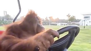 funny video of orangutans riding a golf cart makes you laugh.