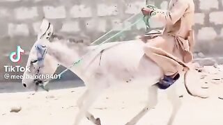Donkey Rider