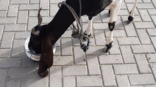 Goat drink water