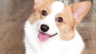 Koki is great