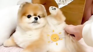 Lovely dog 3