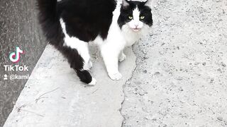 Котёнок красивый