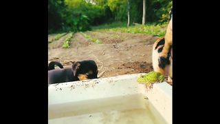Funny Cats Compilation Videos - Funny pets video.