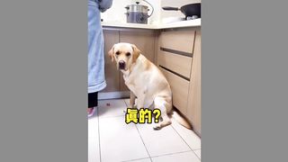 funny dog 16