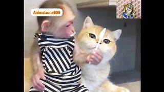 Cute Monkey and cat videos 2023
