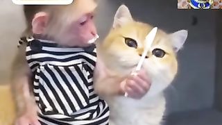 Monkey funny videos 2023