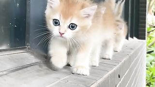 Cuttest cat in the world 2023