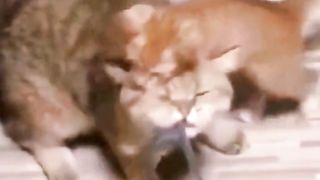 New Funny Cat Videos 2023