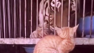 Brave Cat