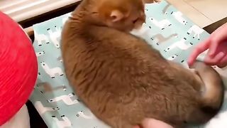 happy cat