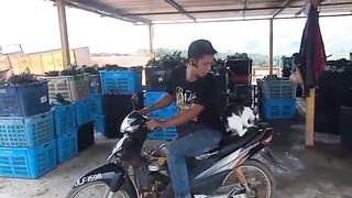 Funny cat 212