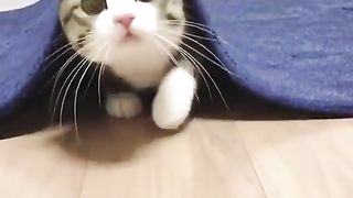 I am under the carpet what it is