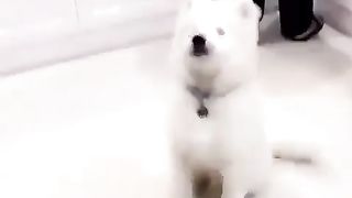 The dog which waves a hand