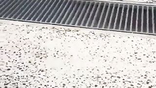 The dog which jumps up and down