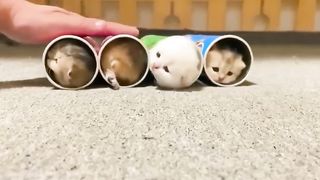 Коты 6