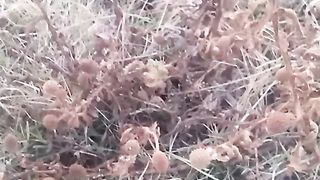 Animal Flowers