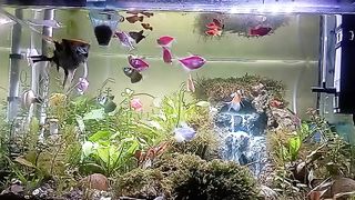 Aquascape 2