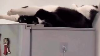 Спящи кот