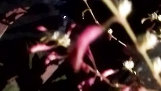 ANimal lovers 8