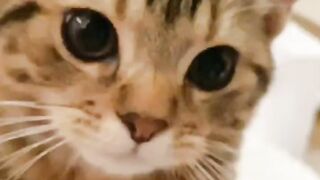Cute Cat 18