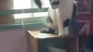 CUTE CAT _ PASAWAY