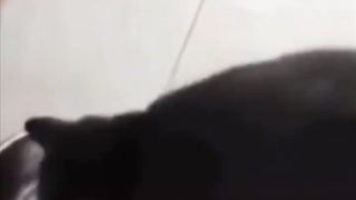 GOOD CAT