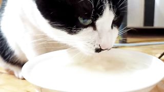 cat drinking water