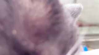 feed stray cats