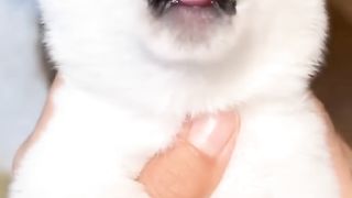 funny cats and dogs 4