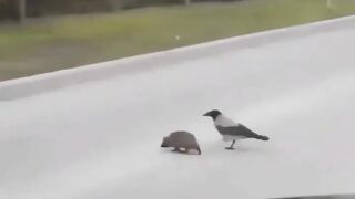 Crow helps hedgehog to cross the street