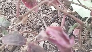 Animal flowers 11