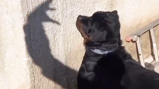 Dog ???? gets scared