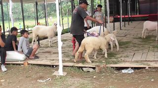 Pasar Kambing Dombos Sangat Bagus