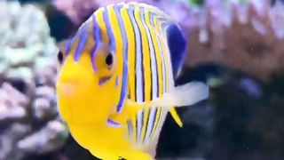 Nice fish 3