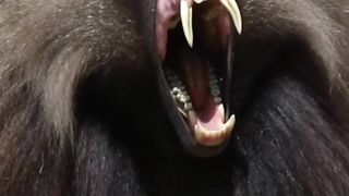 Monyet Gelada