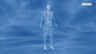 Corpus _au coeur des organes. Alimentation des cellules