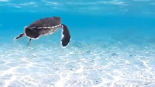Envie de d'aller à la mer ?